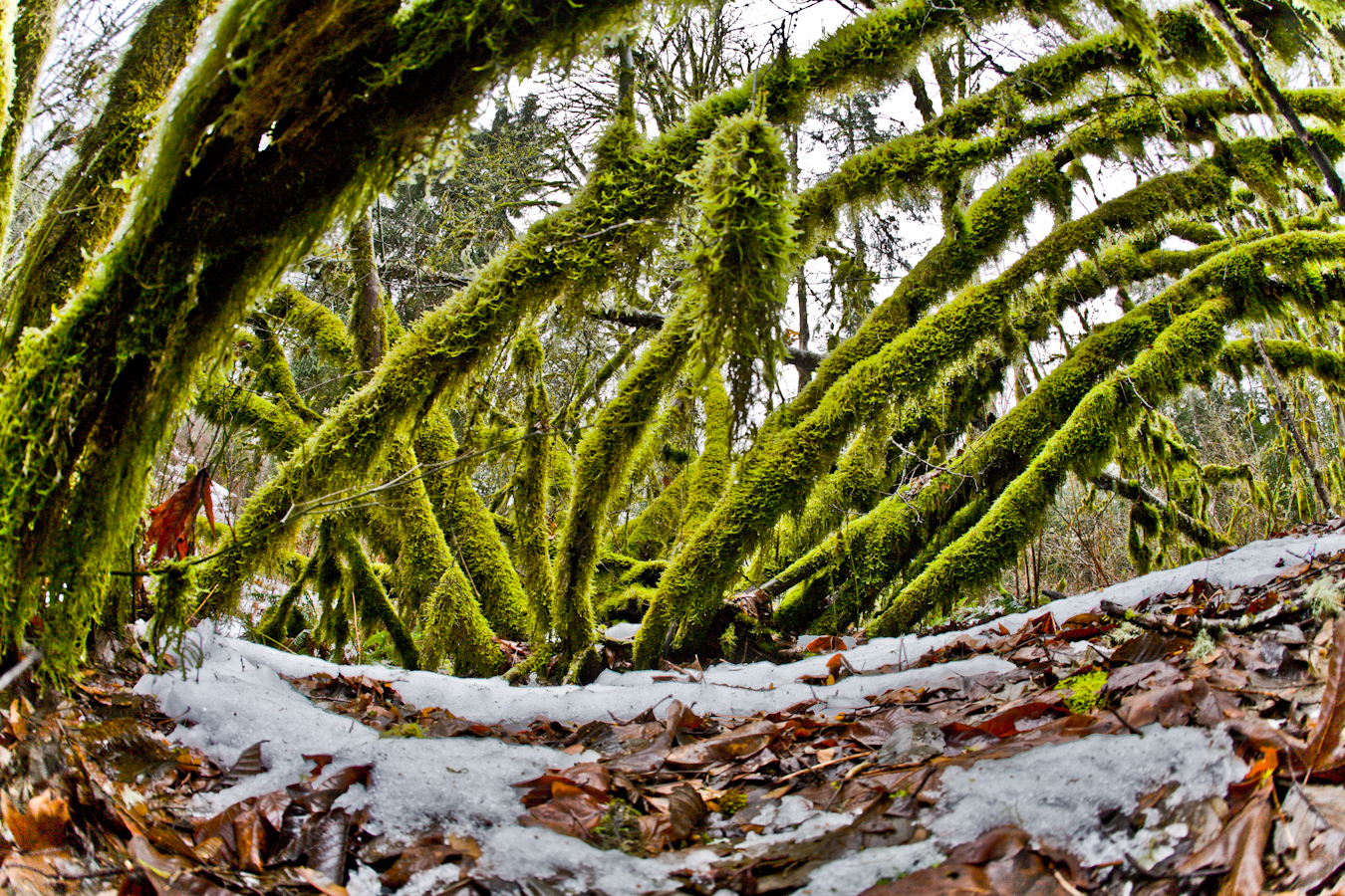 20080209_mt_baker_trees006.jpg