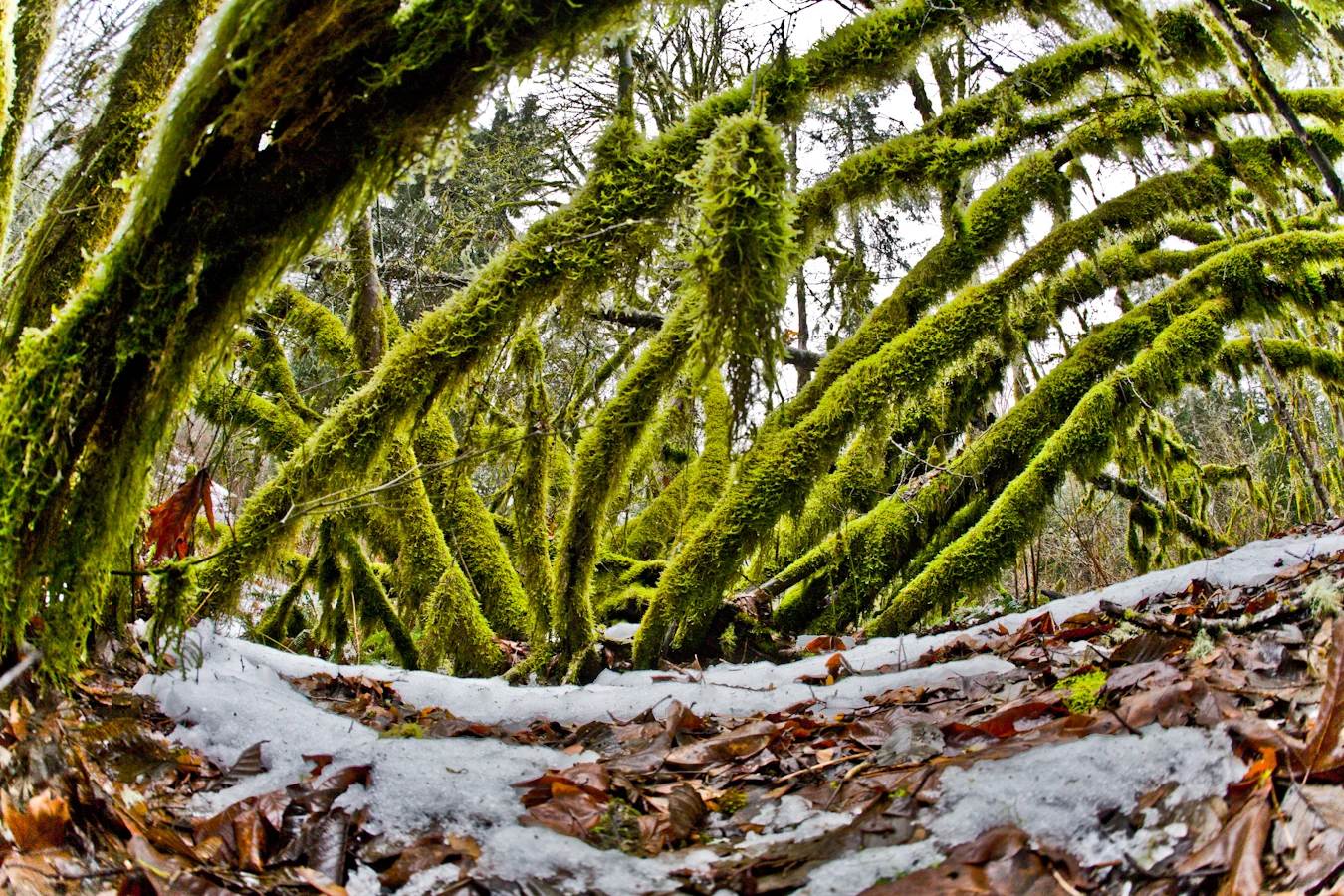 20080209_mt_baker_trees006.jpg