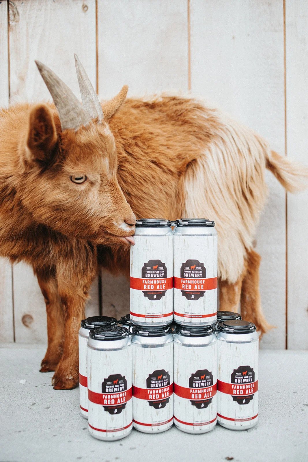 goat-with-farm-house-red-ale-from-turning-page-farm brewery-monson-maine-04464.jpg