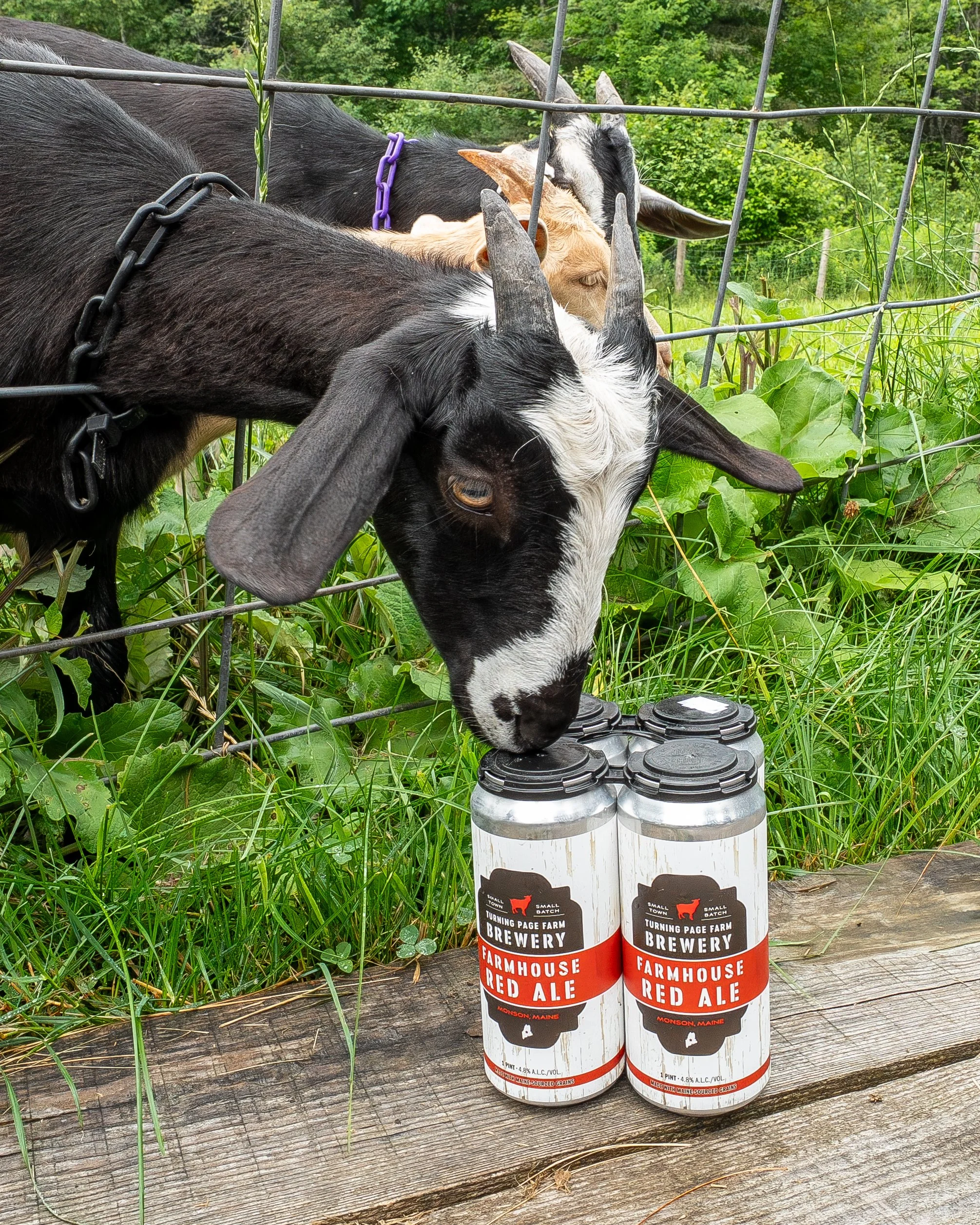Goat and 4 pack.jpg
