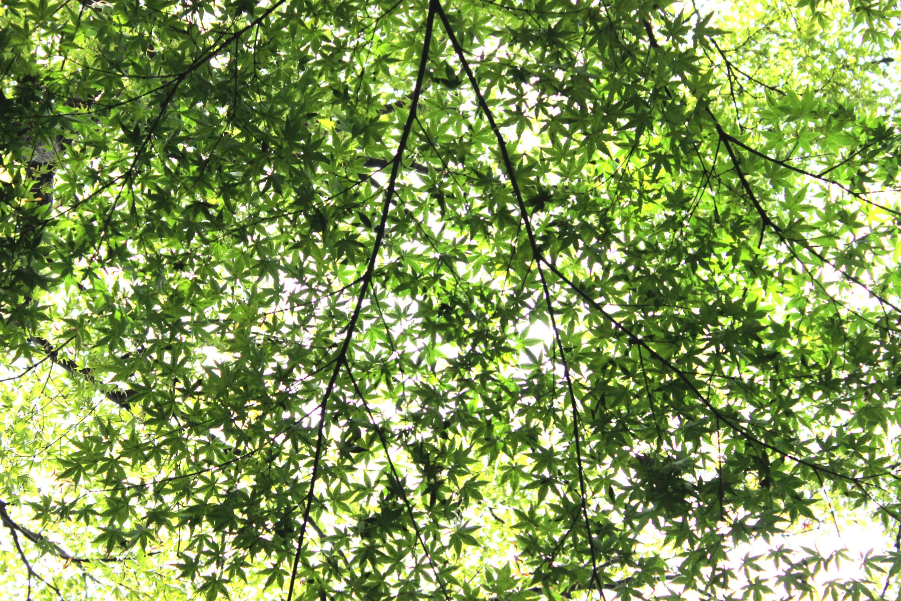 tree_leaves.jpg