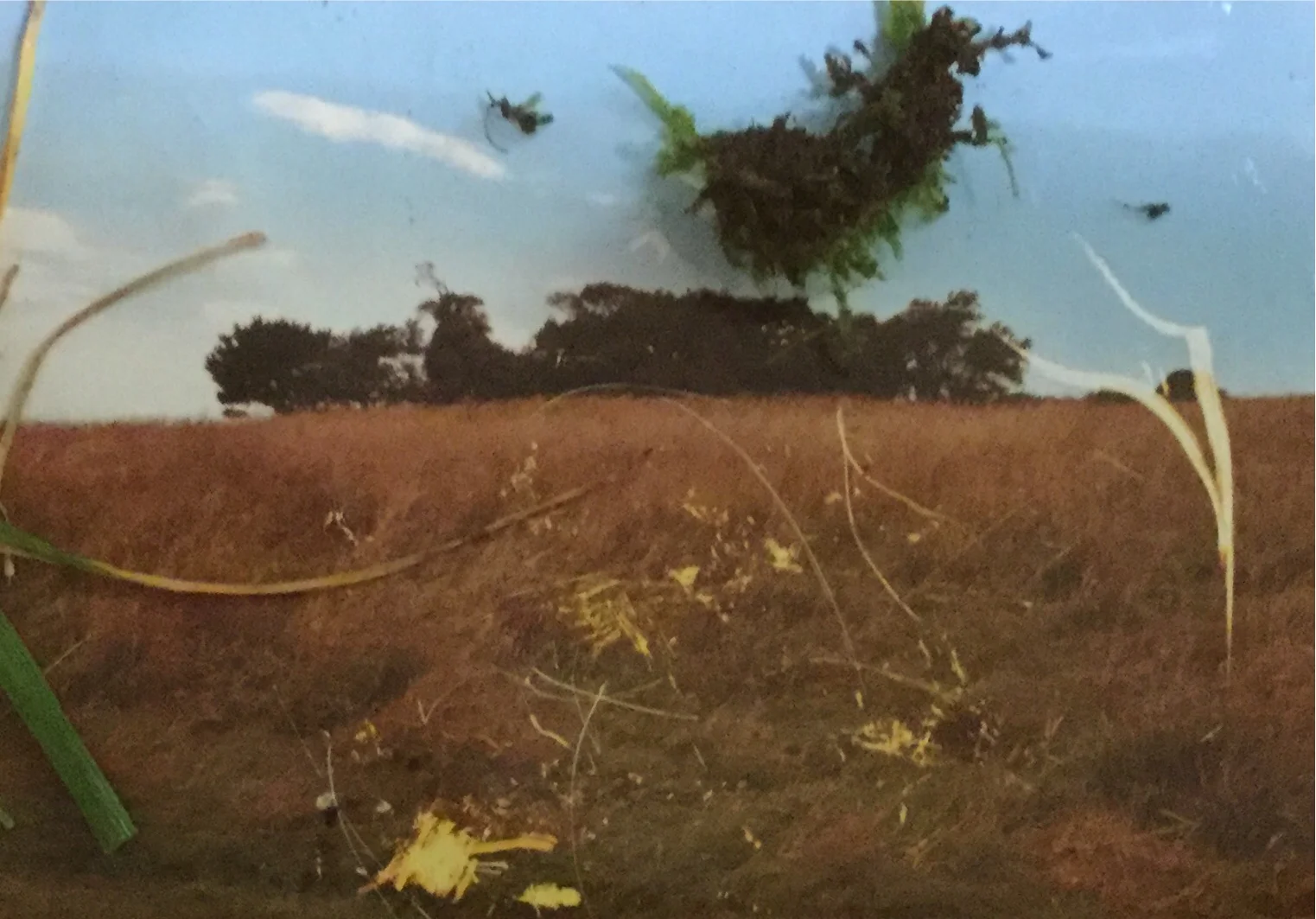 A Year In Nadada: Week Ten: Skyline To Treeline