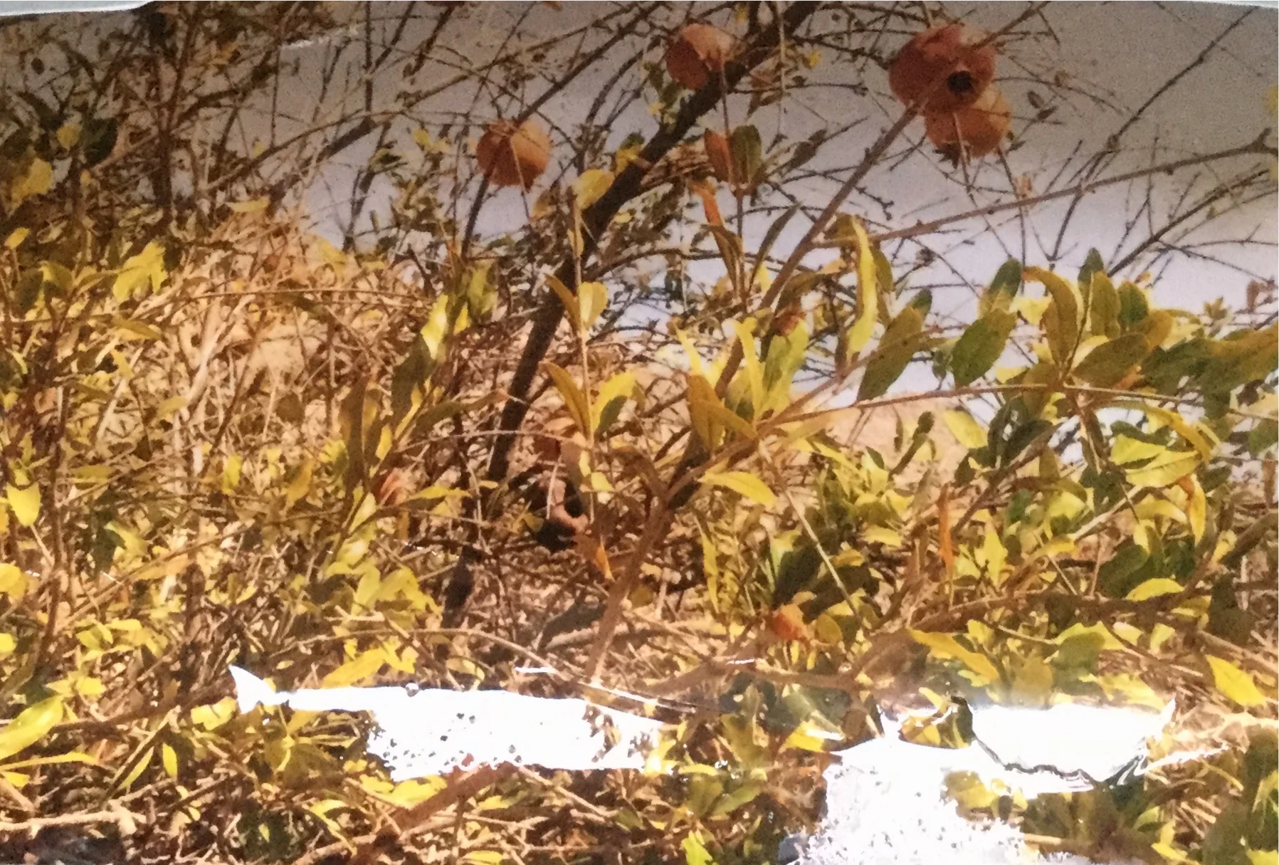 A Year In Nadada: Week Thirty Two- Wild Cards