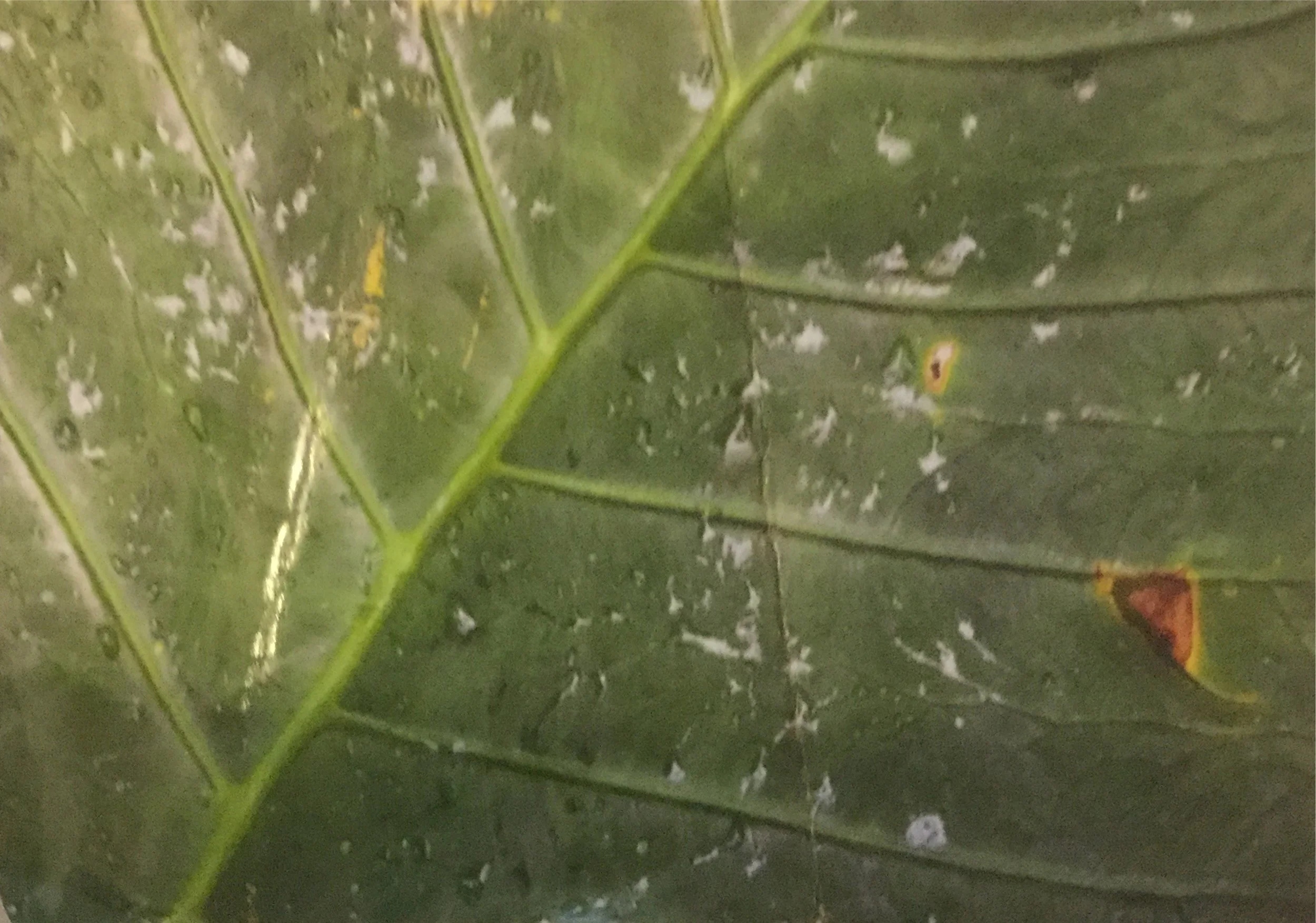 A Year In Nadada: Week Thirty Eight- Snapshots Of The Jungle