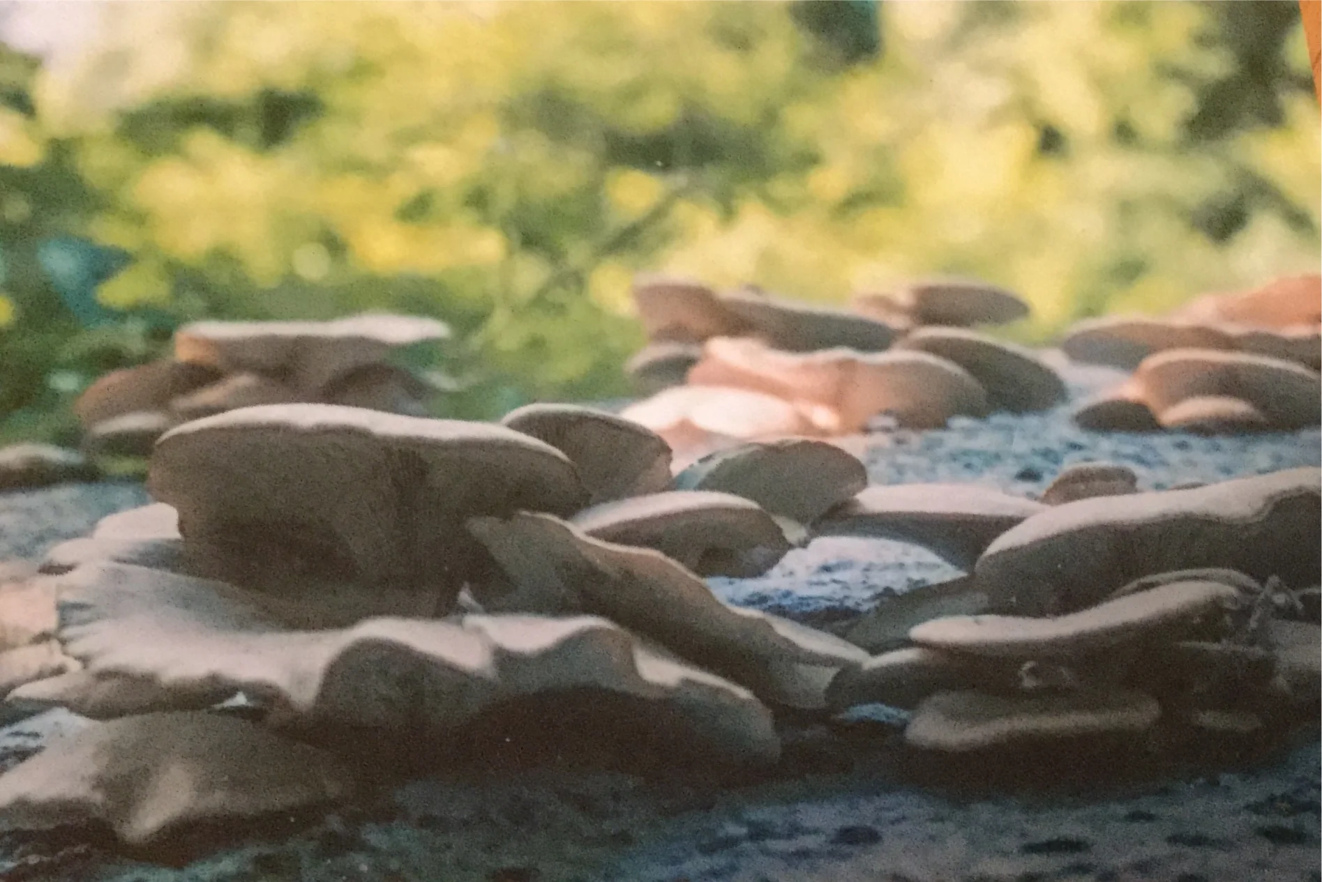The ground covered in fungus. Photo by Nicola Guenigault.&nbsp;
