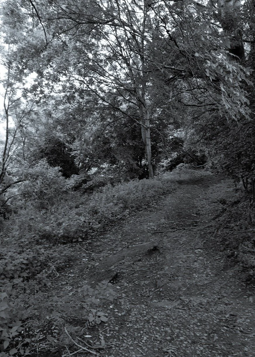 Wédehund Comb 1/2