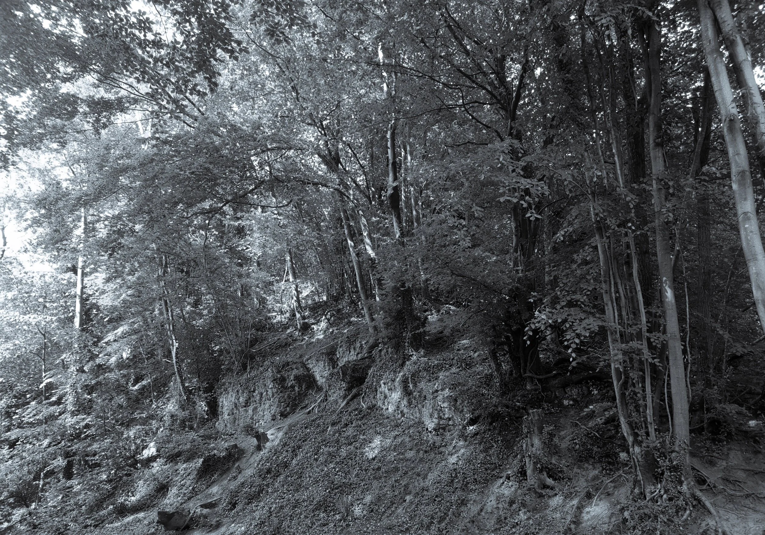 Deórfald 1/2