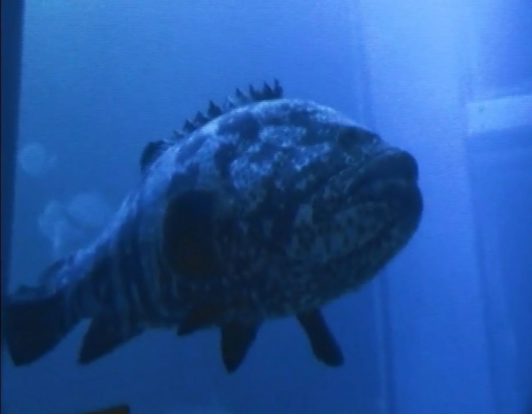 Day Eighteen: Squid Farewell