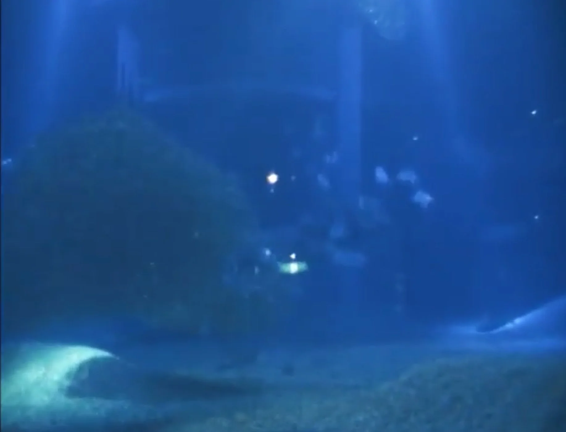 Day Forty-Eight: Ragged Ferns