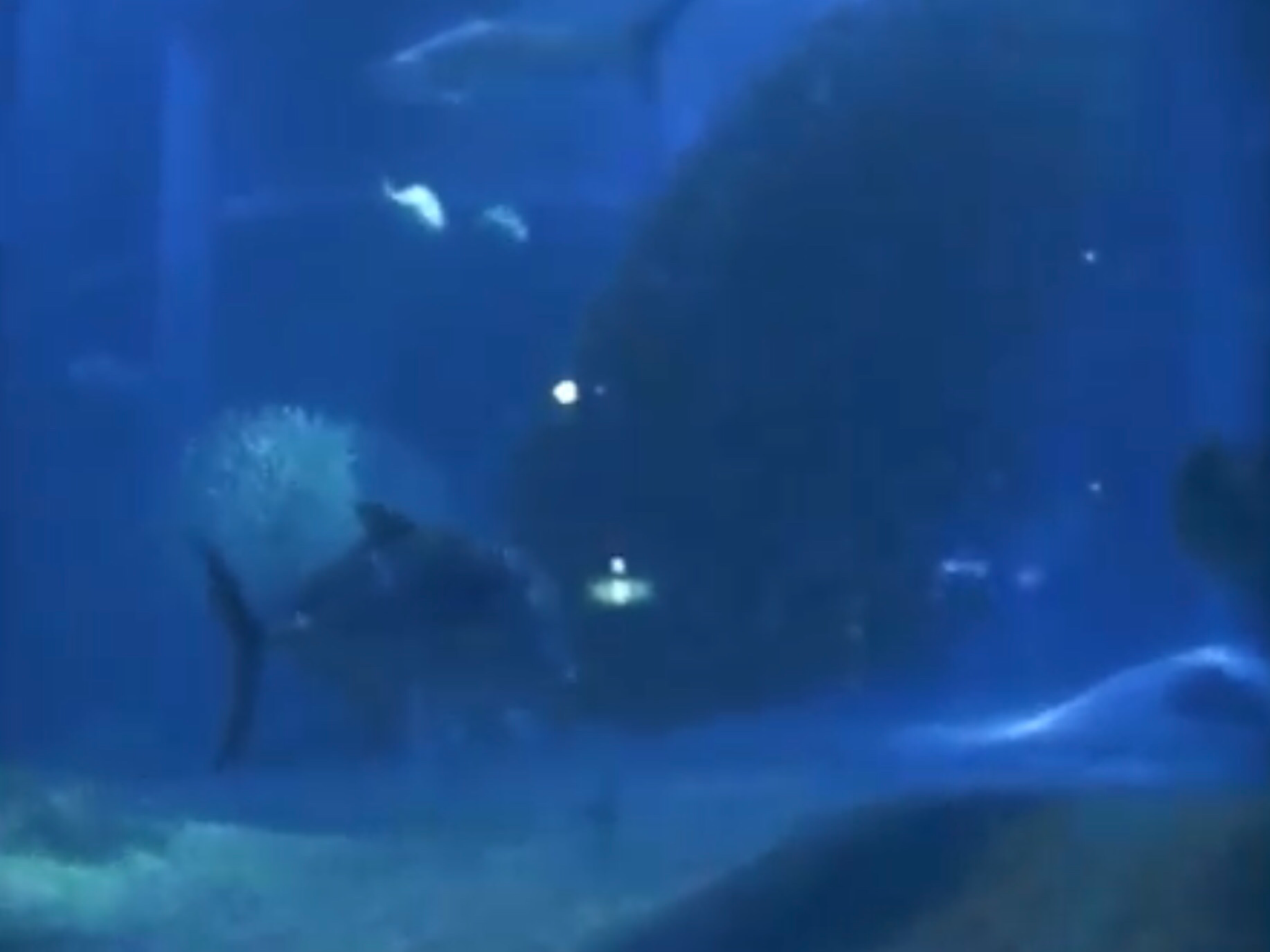 Day Ninety-Two: Shell Diving