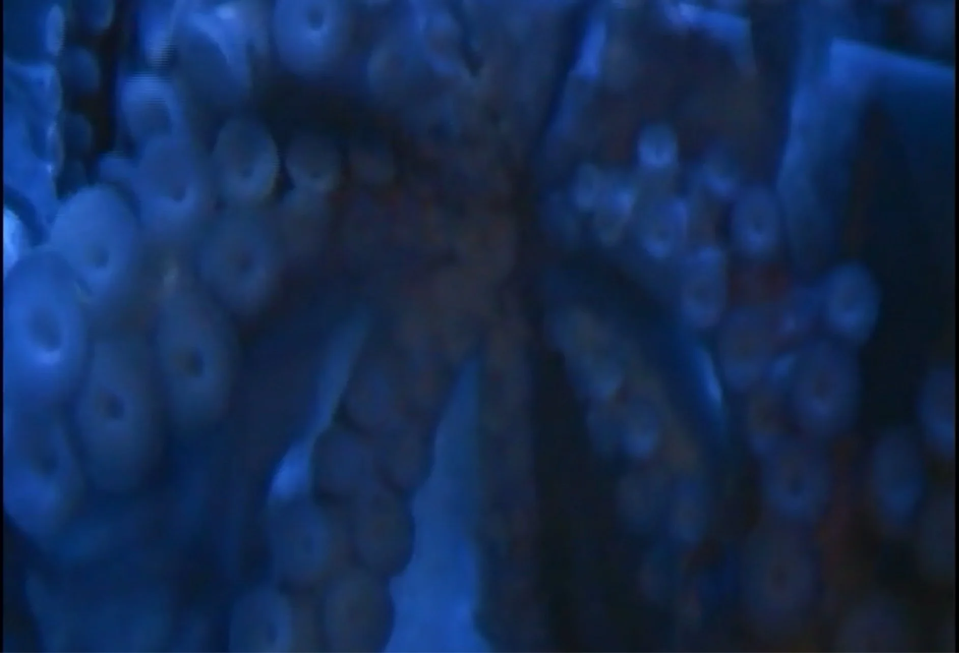 Day One Hundred And Forty Two: Spaghetti Sea