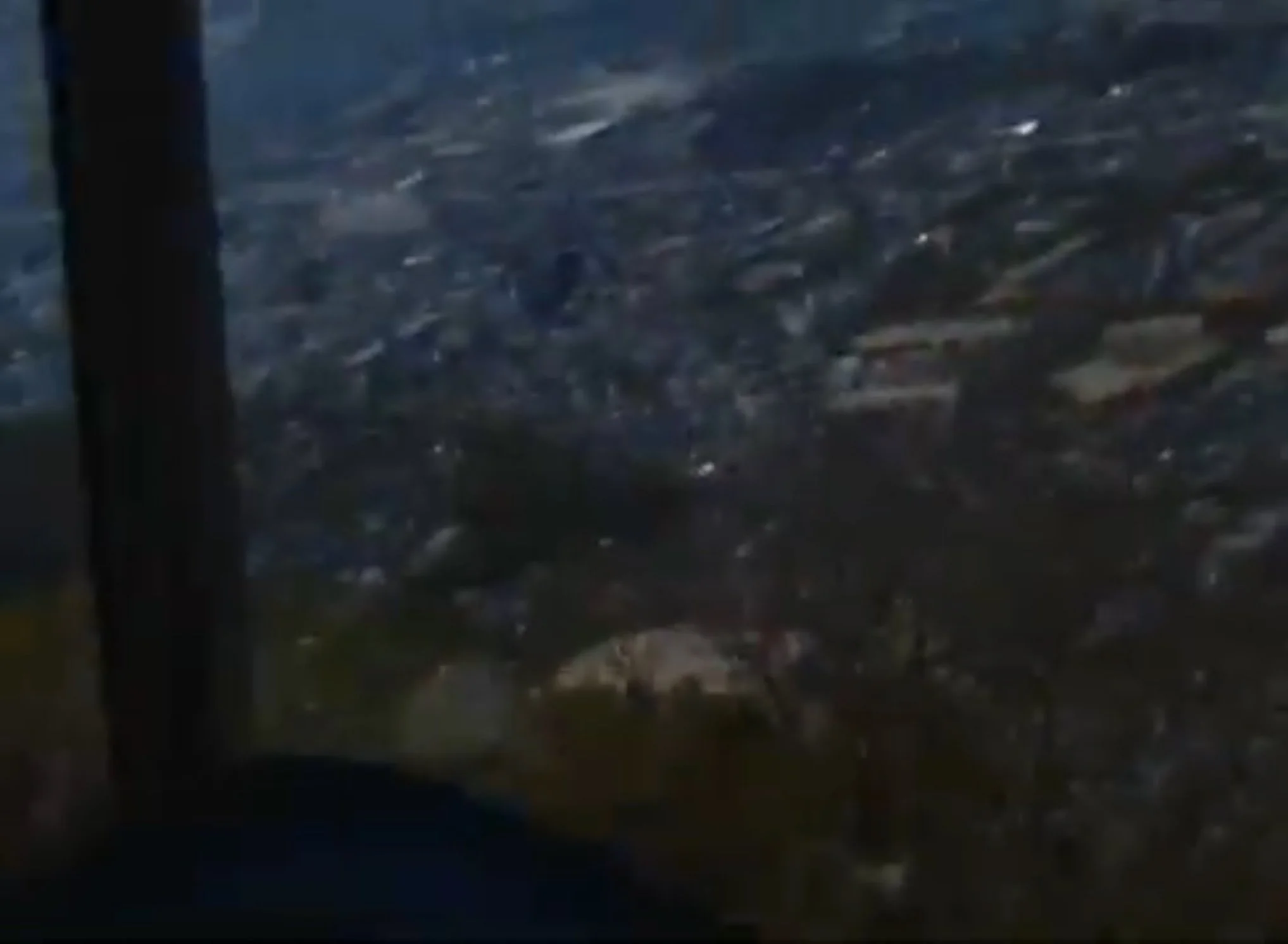 Day One Hundred And Fifty One: Animal Cracks