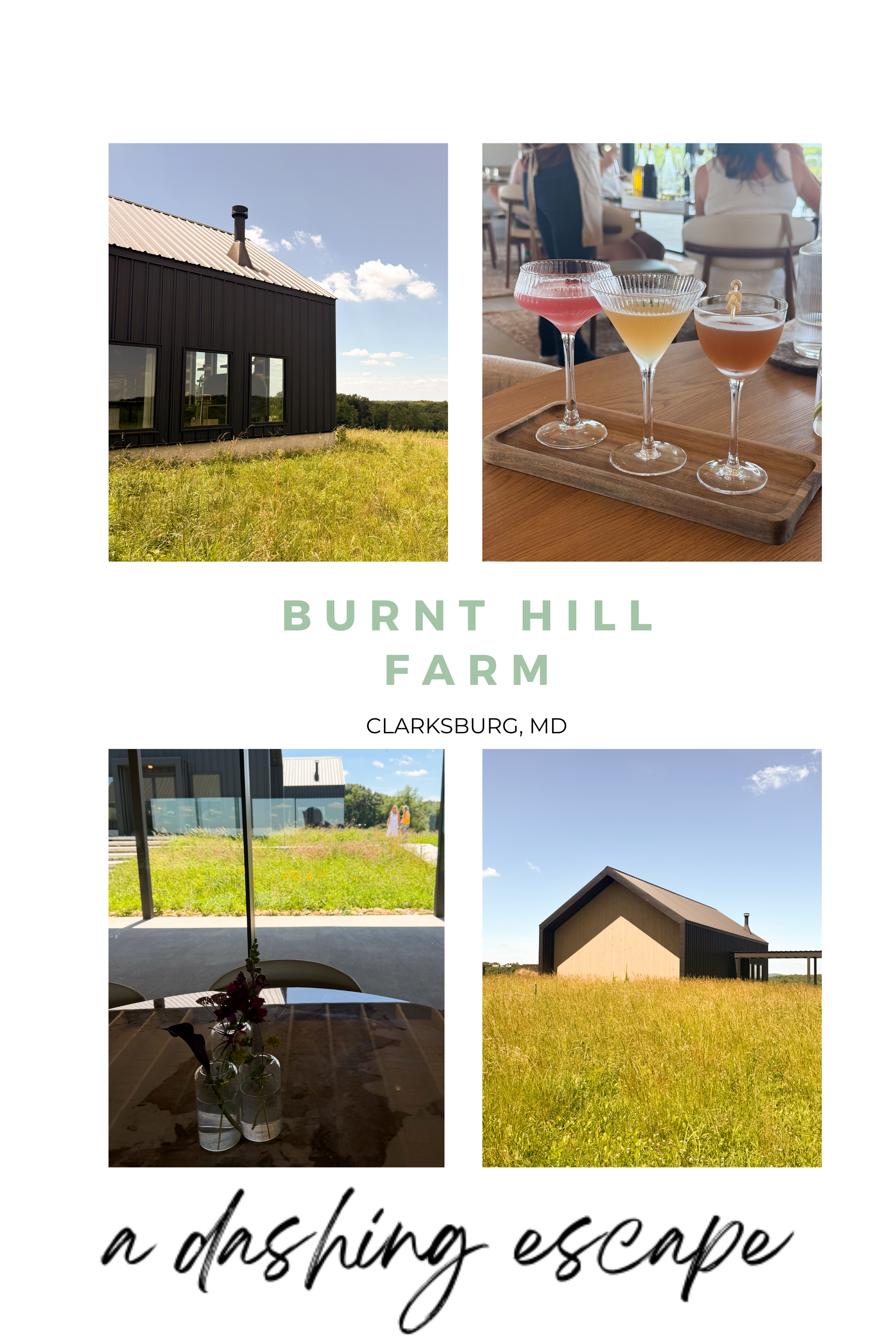 Burnt Hill Farm: A Regenerative Winery and Farm-to-Table Experience in Maryland