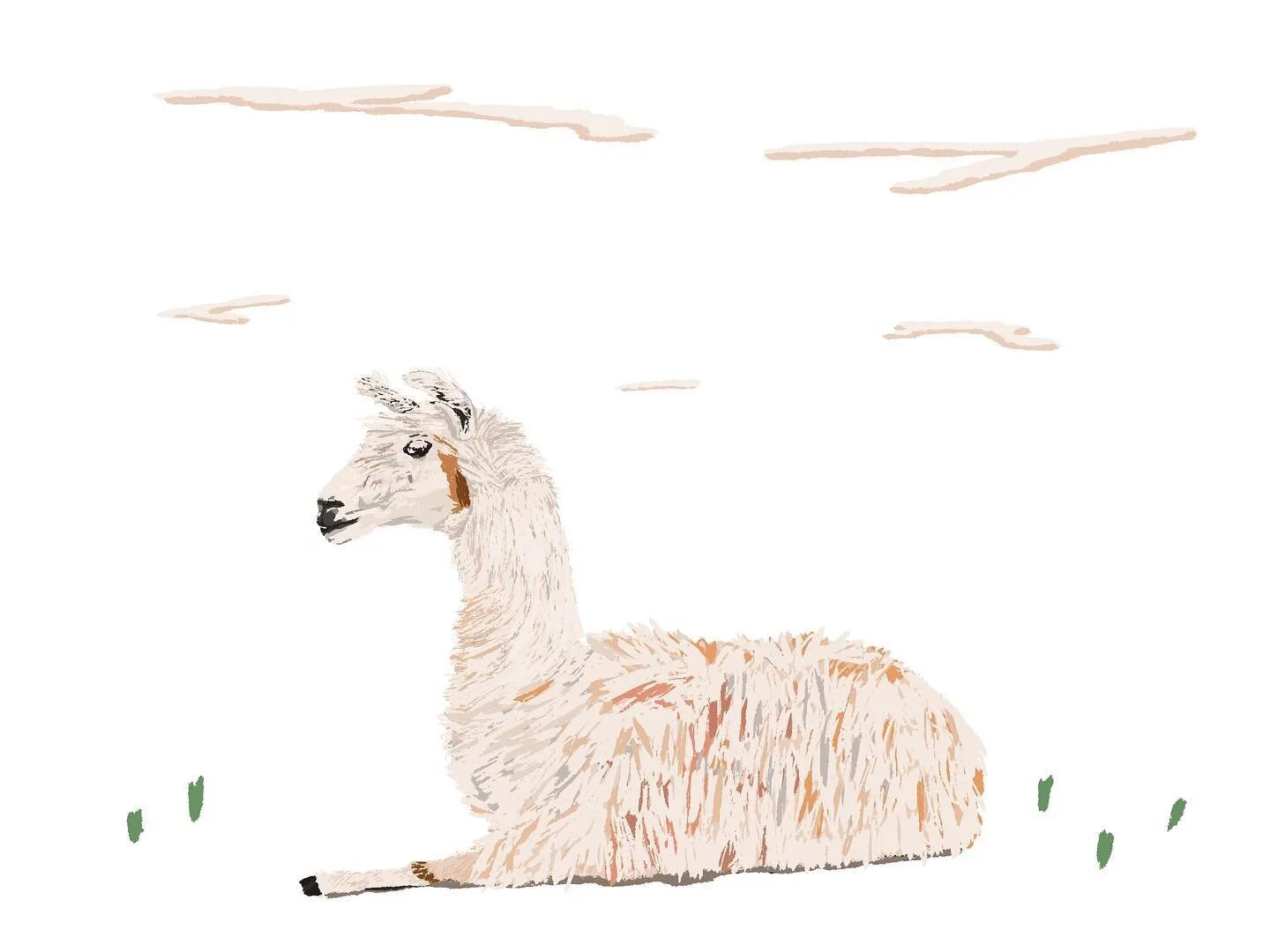 Llama Tuesday 
#illustration #drawing #patterns #doodles #artwork #sketchbook #photoshopsketch #creative #palm #fresco #adobe #travel #animalplanet #slownotion #slowmotion #bisoncanyon #buffalo #gratefuldead #llama