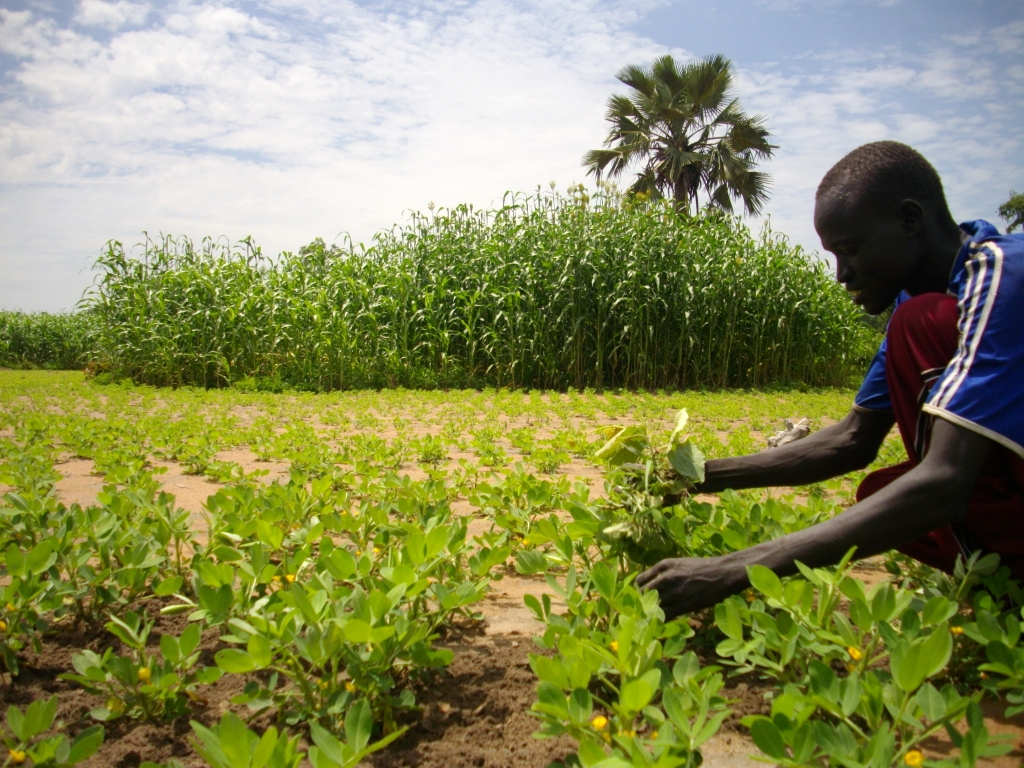 Small-scale_farmers_increase_production_(7536268172).jpg