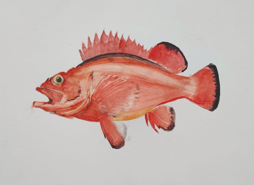 Yelloweye Rockfish