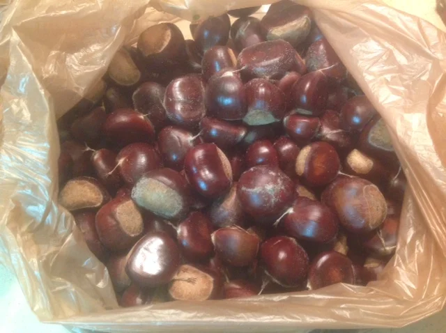 TTRChestnuts.JPG