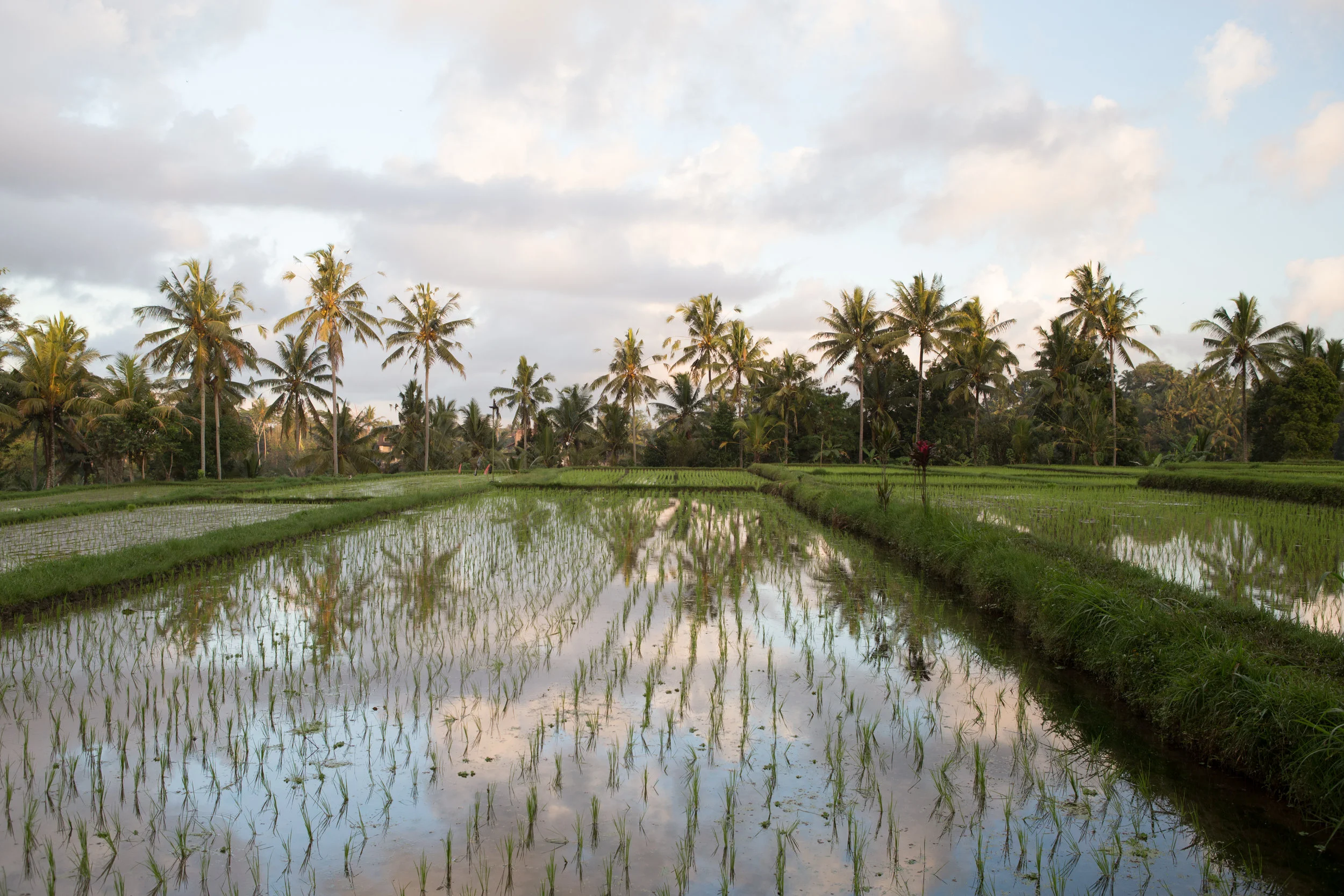Rice Paddies - Ubud-14.jpg