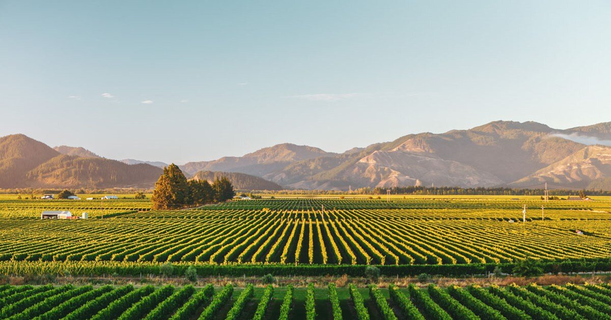 marlboroughwhitehaven3 (1).jpg