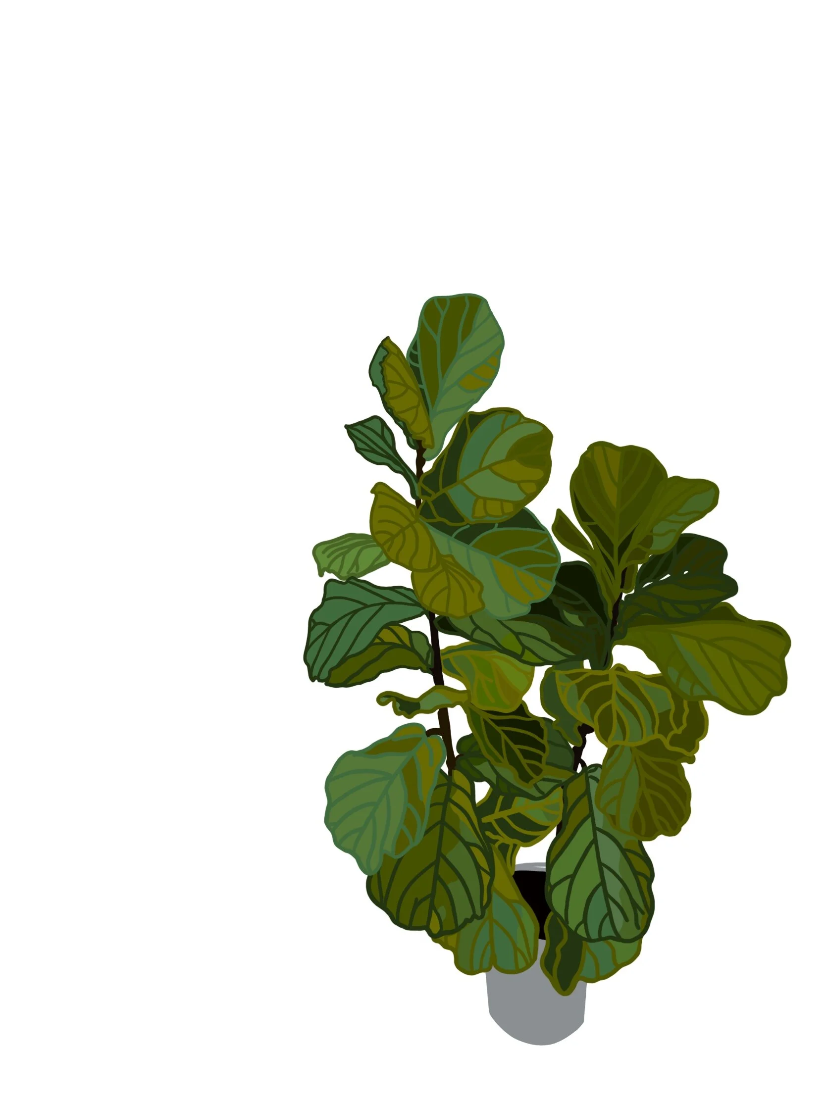 plant.jpg