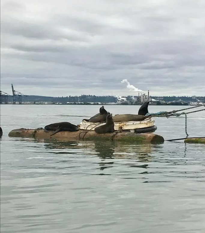 Loved seeing these seals hanging out.
