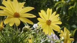 Dir: Justin McMillan | Ryobi - Spring 2020