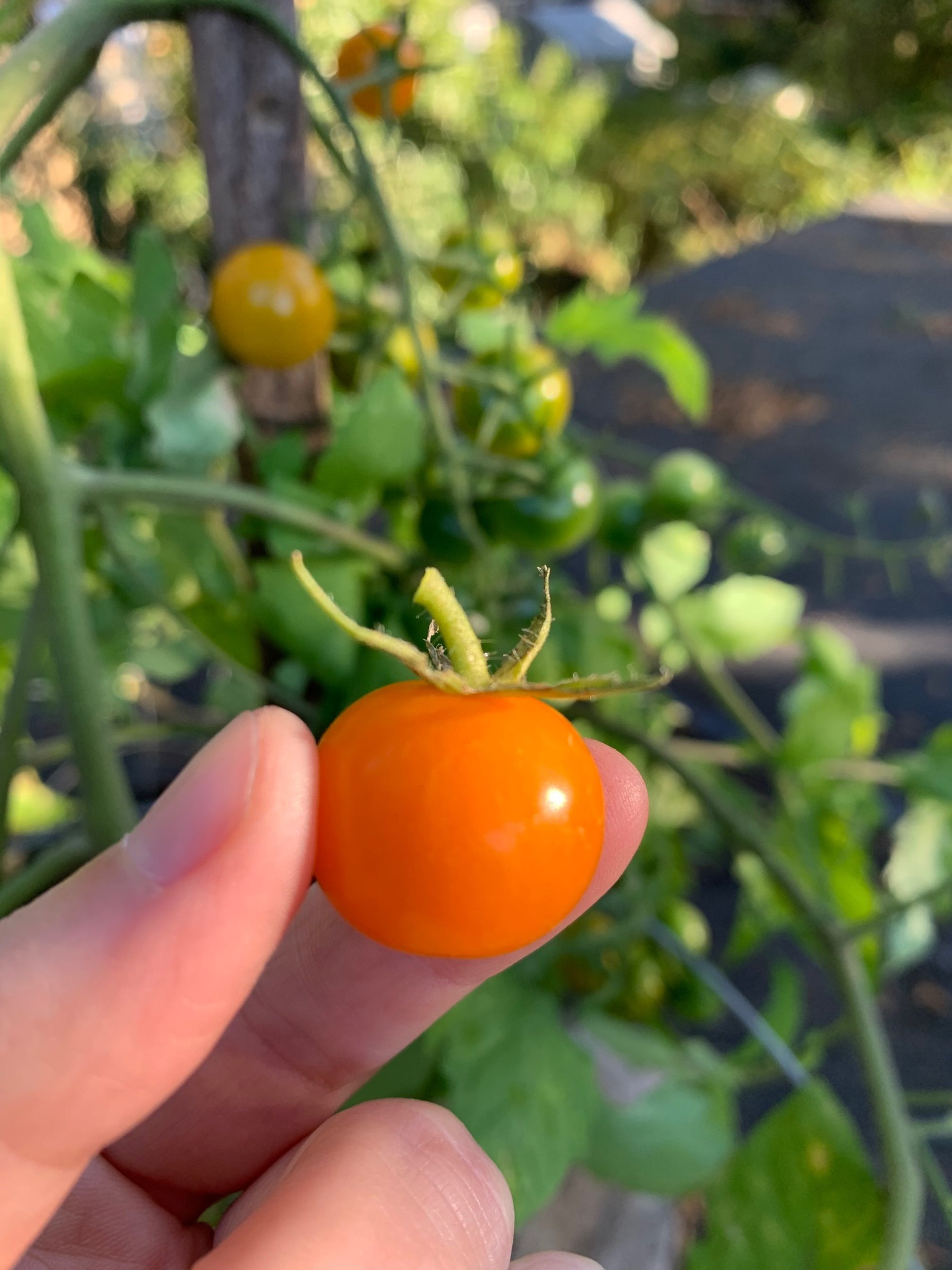 sungold tomato.jpg