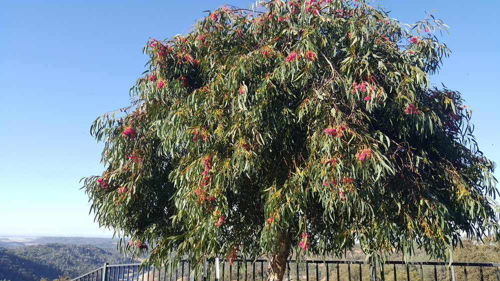Eucalyptus leucoxylon 'Rosea'