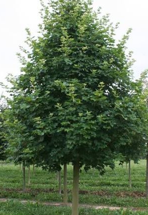 Acer truncatum x A. Platanoides 'Warrenred'