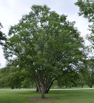 Zelkova serrata 'Green Vase'
