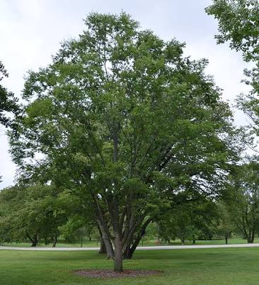 Zelkova serrata 'Green Vase'