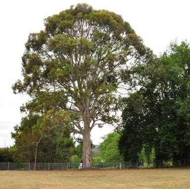 Eucalyptus mannifera maculosa