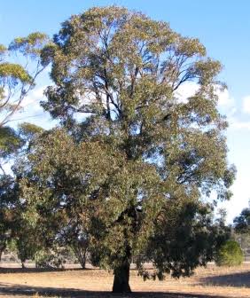 Eucalyptus sideroxlyon 'Rosea'