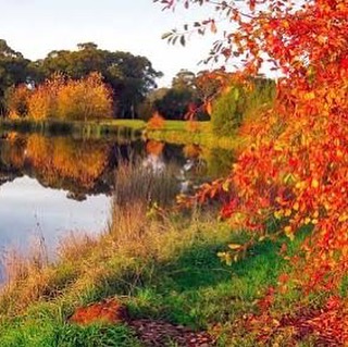 &lsquo;Autumn is the next spring&rsquo;. A very true quote, and one to consider if you are planing a garden or landscape. 
There are so many things to think of when choosing the right tree, and tree colour and the colour contrast amongst other garden