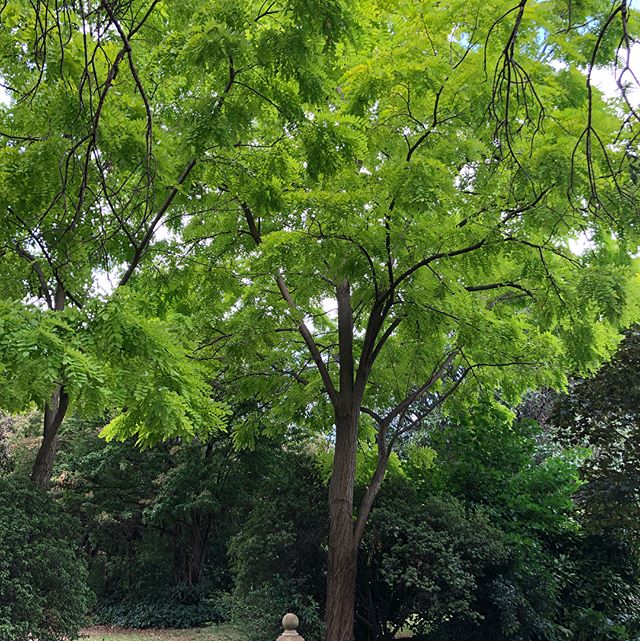 These photos don&rsquo;t really do this Golden Robinia justice. 
It&rsquo;s bright lime green colour was stunning against the other dark green tones in this amazing garden. 
If your wanting to add some tree colour contrast to your garden or street sc