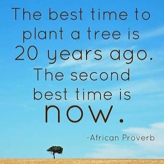 A very true quote by an African proverb.
Trees take time to grow to their ideal height, so stop dreaming of that time and start planting! 🌳🌳🌳. #stratfordtreesnursery #semiadvanced #treesforthefuture #trees #deciduoustrees #nativetrees