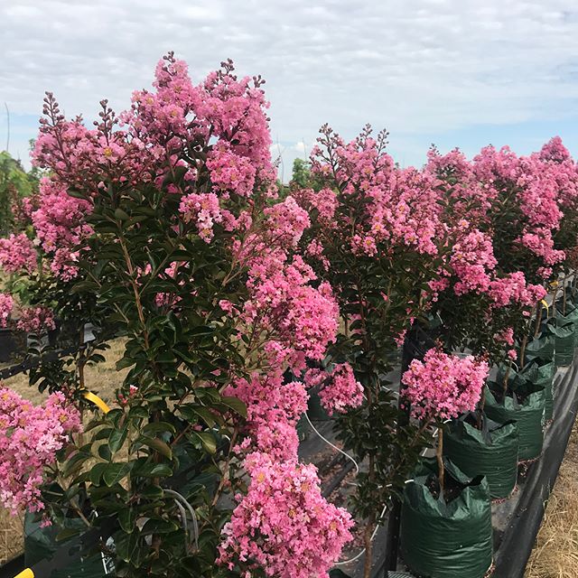 At this time of year the Lagerstromia indica&lsquo;s, also known as Crepe Myrtle&rsquo;s are in full flower. 
An ideal specimen tree due to there showy display of flowers. A great choice for adding summer colour to your garden or in street scapes.
La