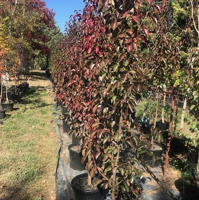 Pyrus calleryana ' Clevelend Select' or otherwise known as the Chanticleer Pear in full #autumncolour.

Ideal for areas with limited space, urban gardens, street scapes and avenue's due to its narrow fastigiata growth habbit. Overall a hardy tree tha