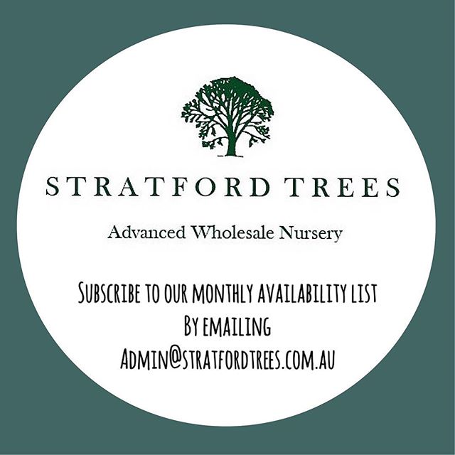 Subscribe to receive our monthly availability list by emailing your request to admin@stratfordtrees.com.au. ⠀
If you require a wholesale list please provide your business details (name and ABN) in the email. ⠀
⠀
#stratfordtreesnursery #deciduous #orn