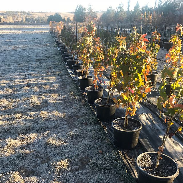 Liquidamber Canberra Gem&rsquo;s glistening in the sunlight on a frosty -2 degree morning at our growing site at O&rsquo;Connell today. 
Hello Winter ❄️! This variety of Liquidamber&lsquo;s are a very hardy and frost tolerant tree, with a deep root s