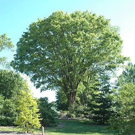 Zelkova serrata &lsquo;Green Vase&rsquo;, otherwise known as the Japanese Elm Selected Form is becoming one of my favourite trees. ⠀
It&rsquo;s elegant vase shaped habit and autumn colours makes this tree an ideal choice as a shade or feature tree in