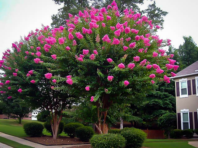 Lagerstroemia indica L. fauriei Sioux