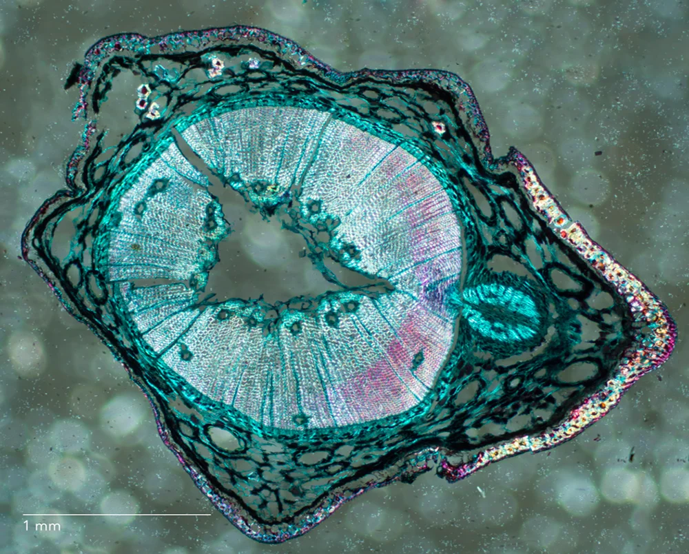 Polarized Brightfield Illumination of a Pine Stem at a 4x Objective