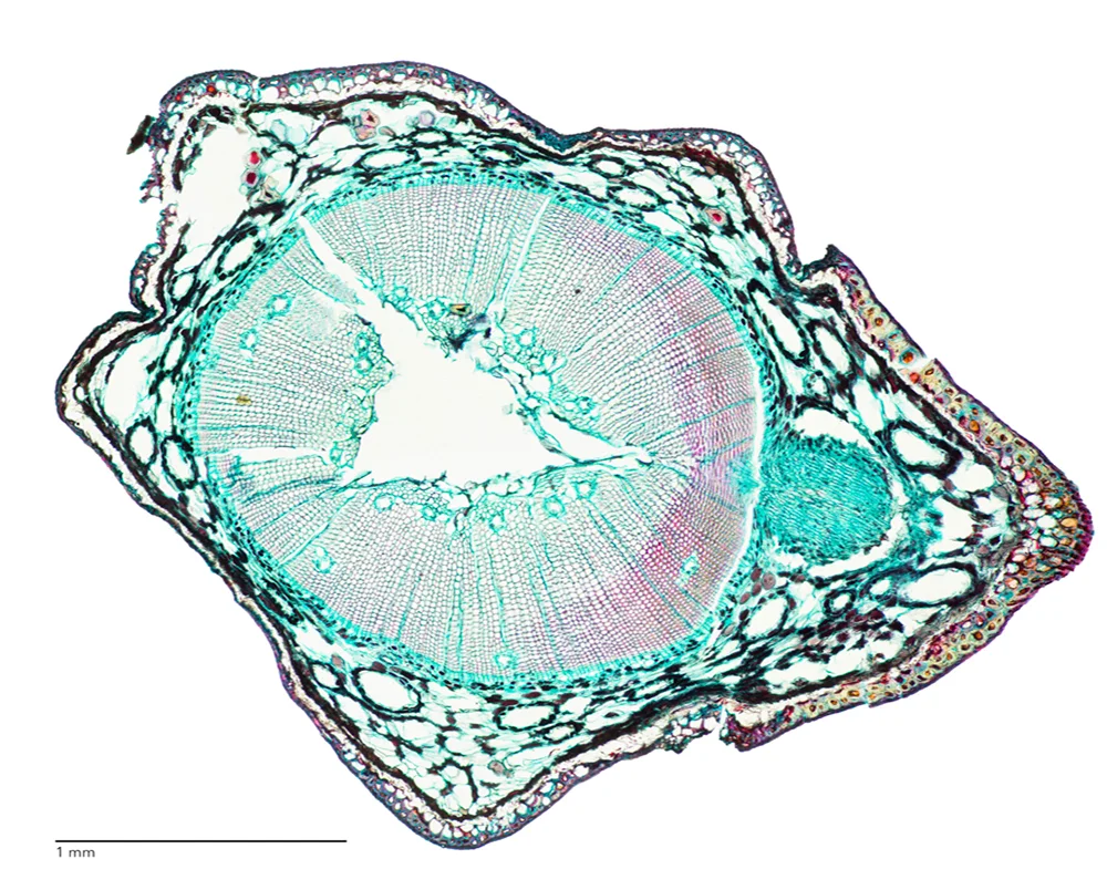 Brightfield Illumination of a Pine Stem at a 10x Objective