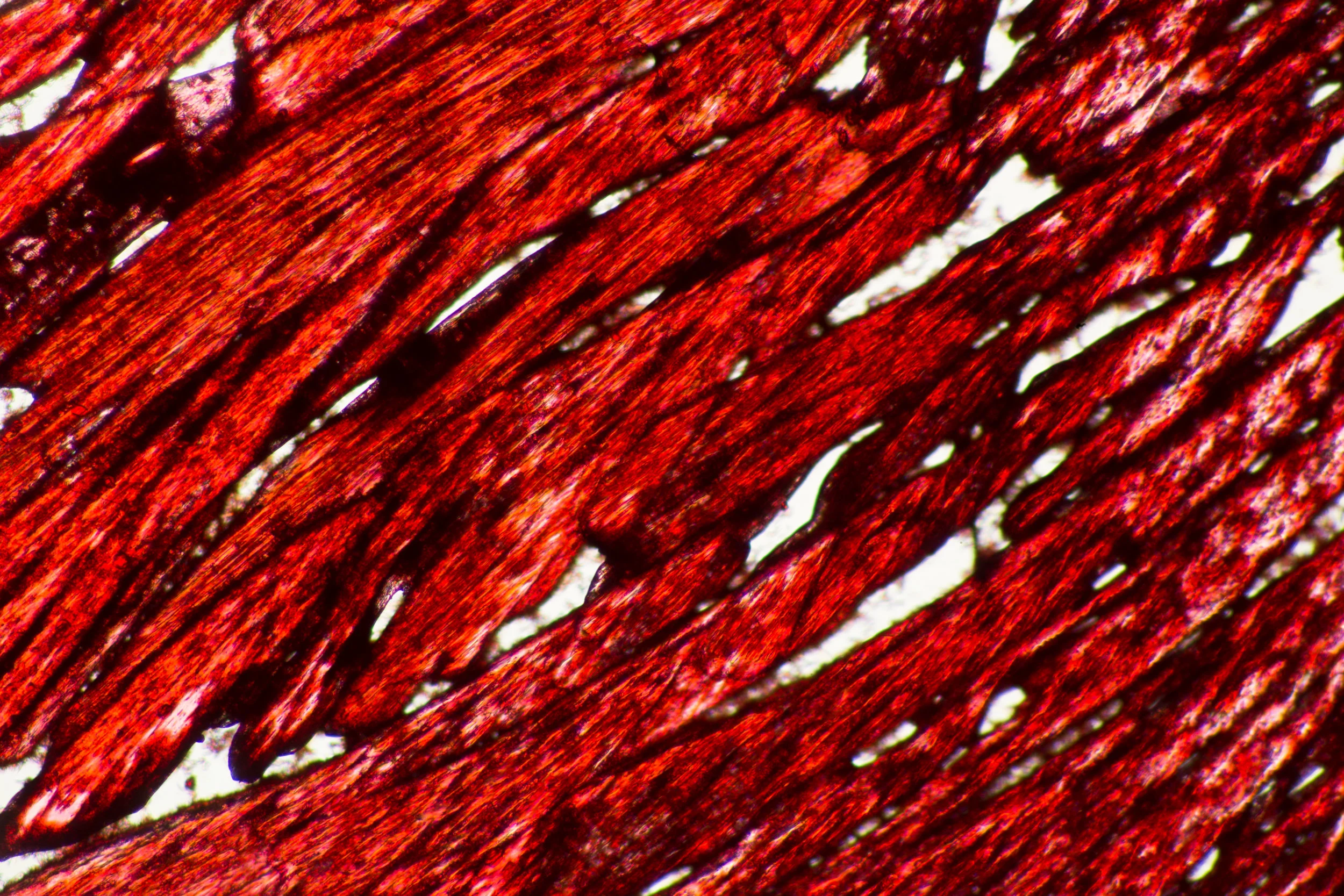 Microscopy_8.jpg