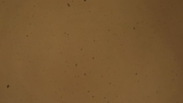 Sam_Kang_003.gif