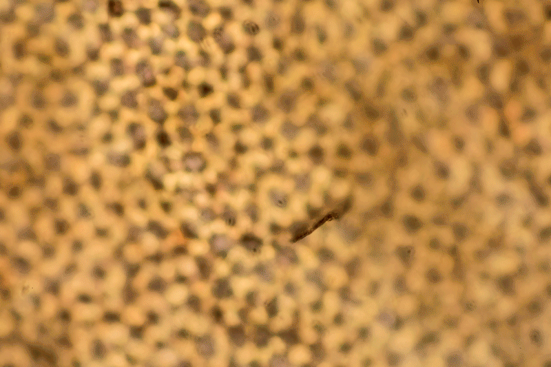 Tomato Cells at a 20X Magnification