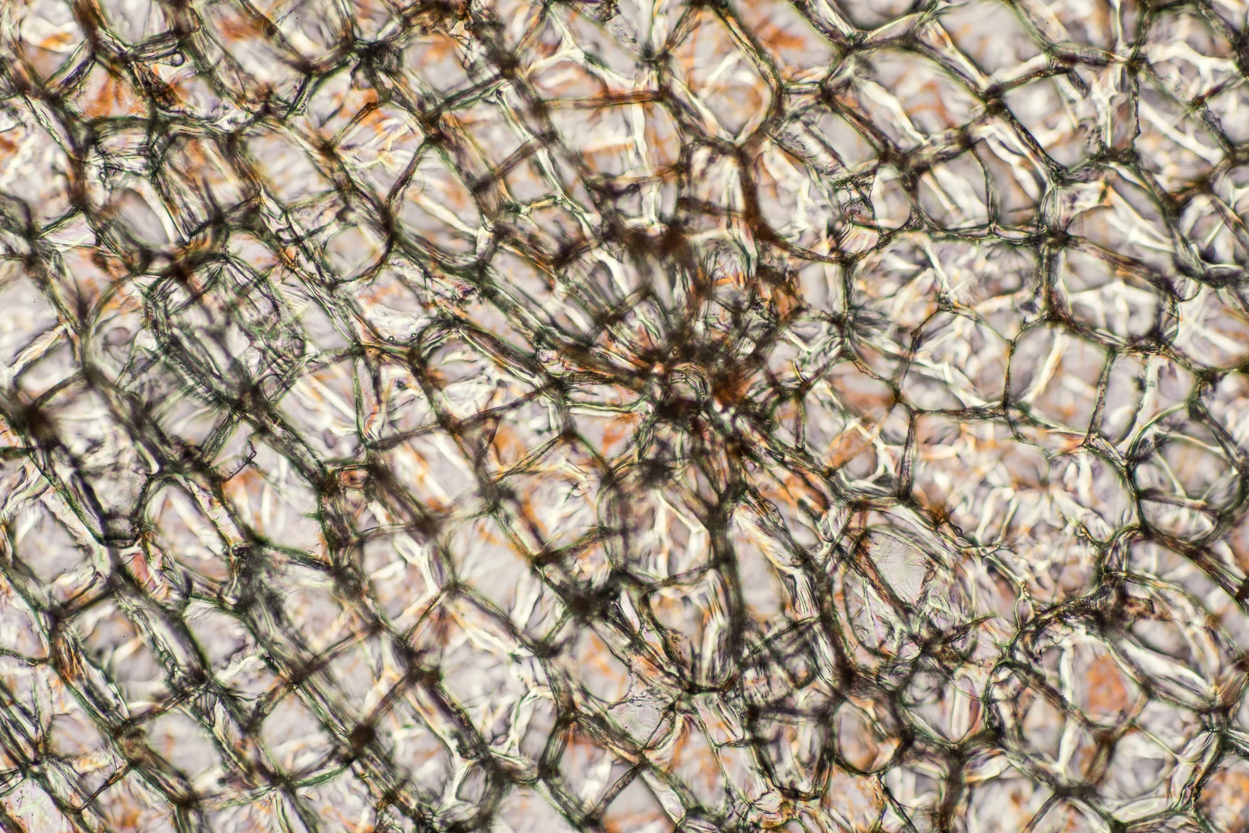 Carrot Cells at a 20x Magnification