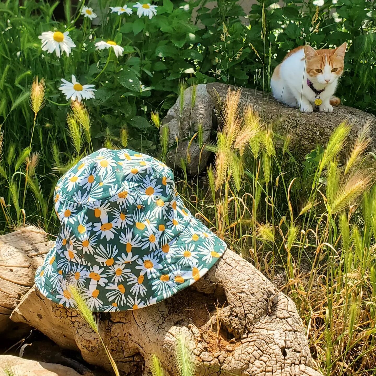 Cat &amp; the hat 😸💛