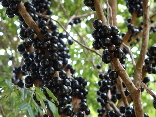 Jaboticaba.jpg